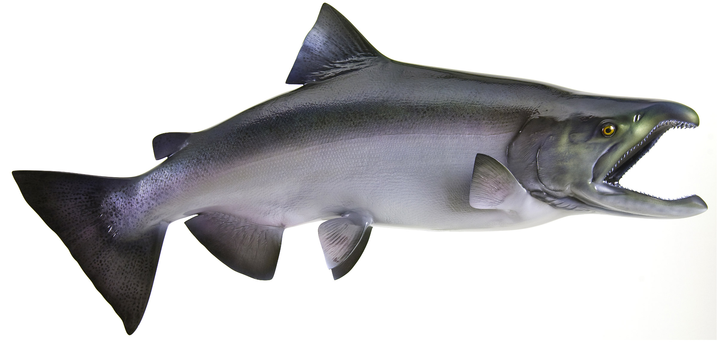 King Salmon Fish mount, mounted fish