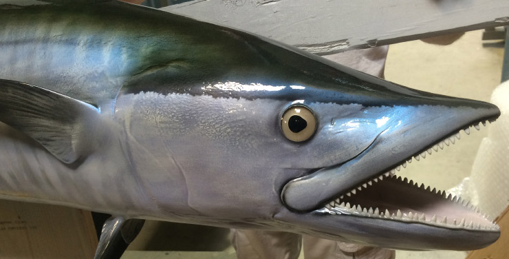 King Mackerel closeup