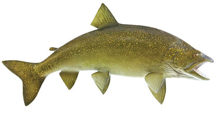 Lake Trout fishmount