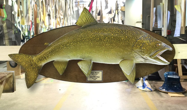 Lake Trout Salmon fishmount