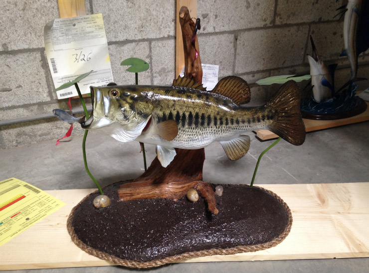 Largemouth Bass Fish mount, mounted fish