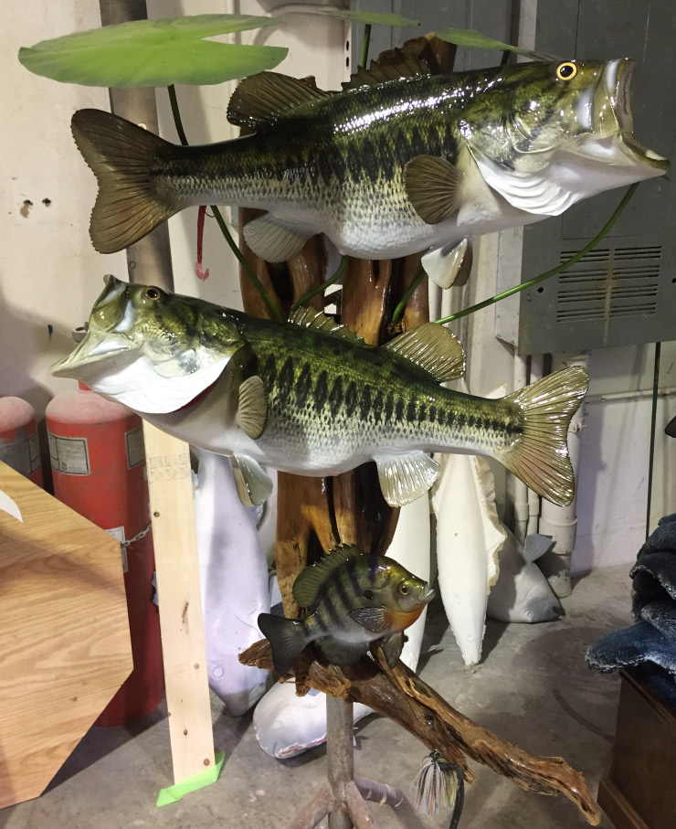 Largemouth Bass Fish mount, mounted fish