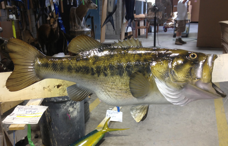 Largemouth Bass fishmount