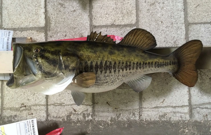 Largemouth Bass fishmount 