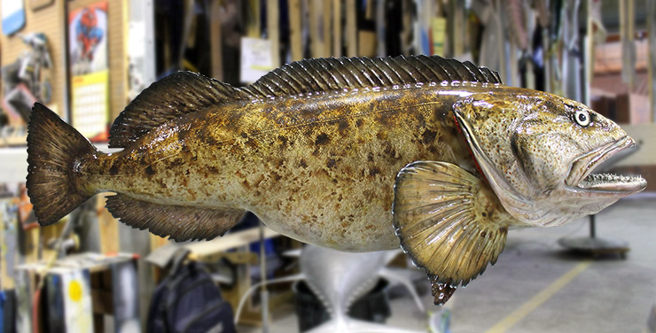 Lingcod Fishmount