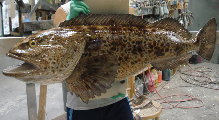 Lingcod Fishmount