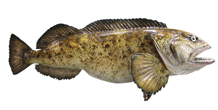 Lingcod Fishmount