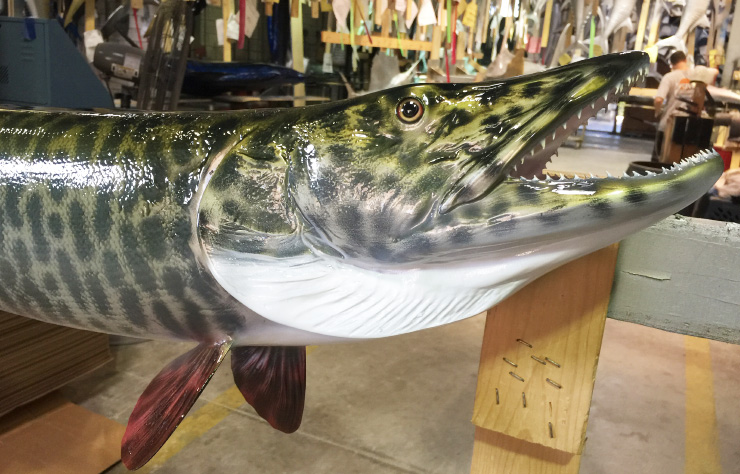 Muskie fishmount 