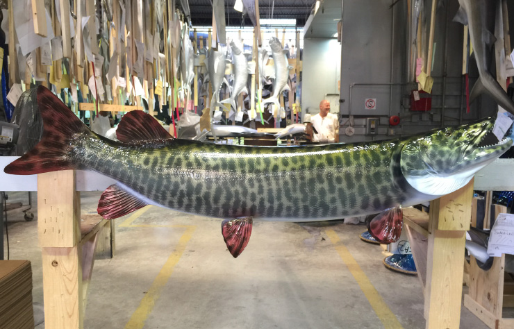 Muskie fishmount