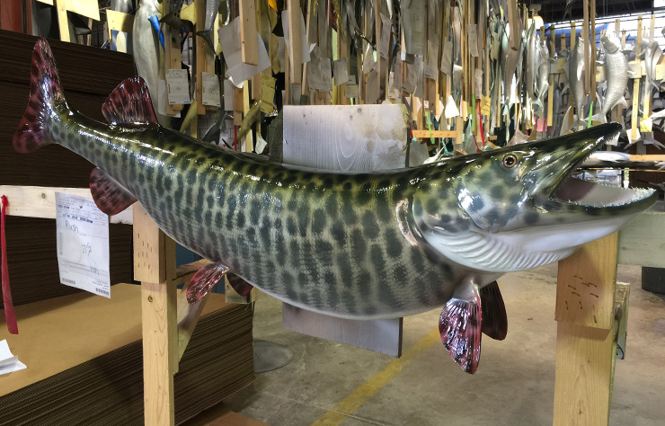 Muskie fishmount 