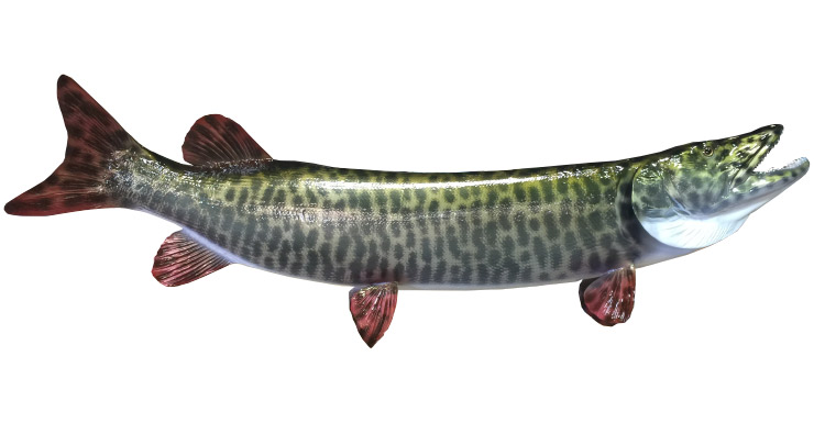 Muskie fishmount