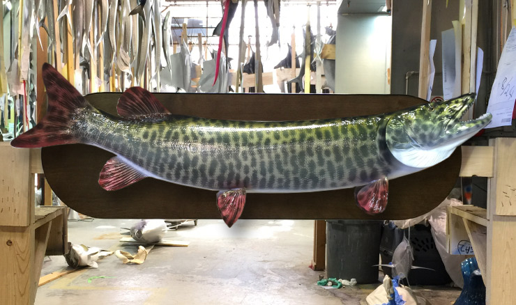 Muskie fishmount on wood plaque