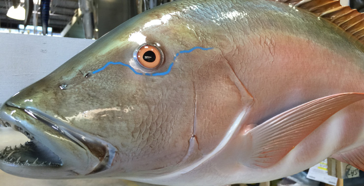 Mutton Snapper mount close up