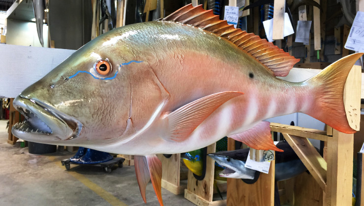 Custom Mutton Snapper mount 