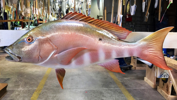 Custom Mutton Snapper mount wide