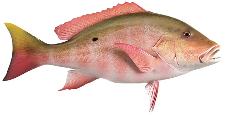 Mutton Snapper Fishmount