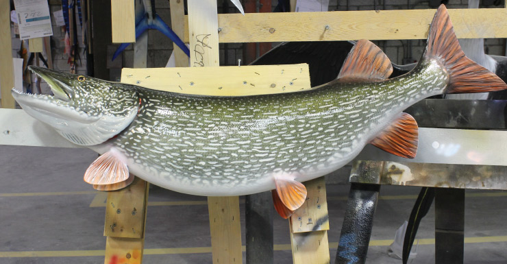 Northernn Pike Fish mount, mounted fish