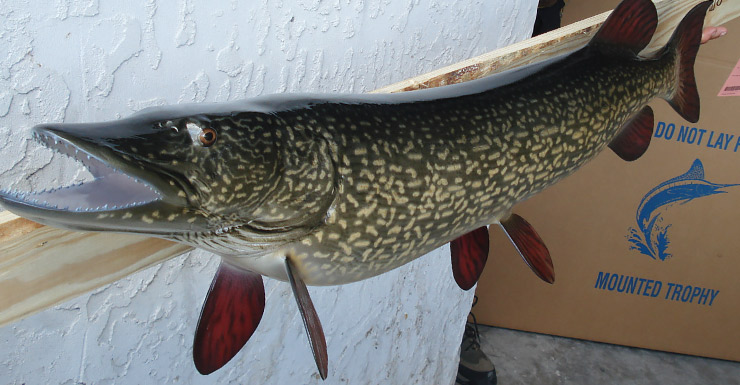 Northern Pike fishmount