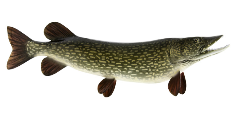 Northern Pike fishmount