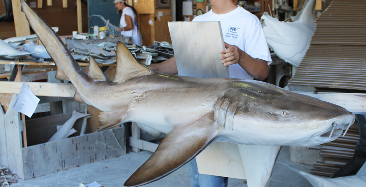 Nurse shark reproduction