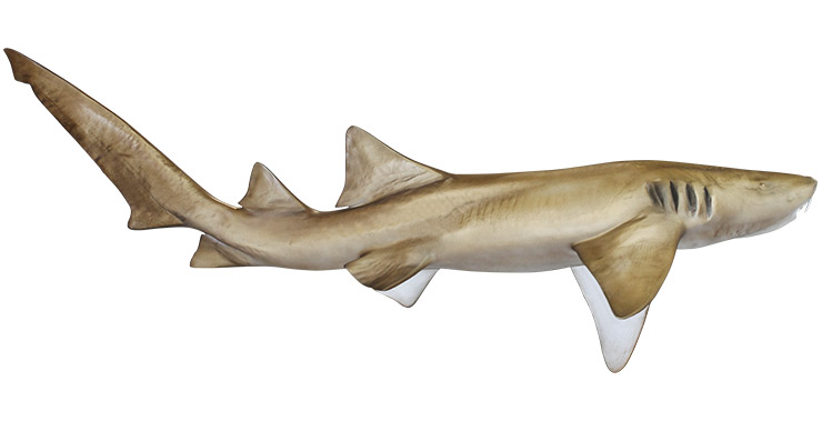 Nurse Shark Fishmount