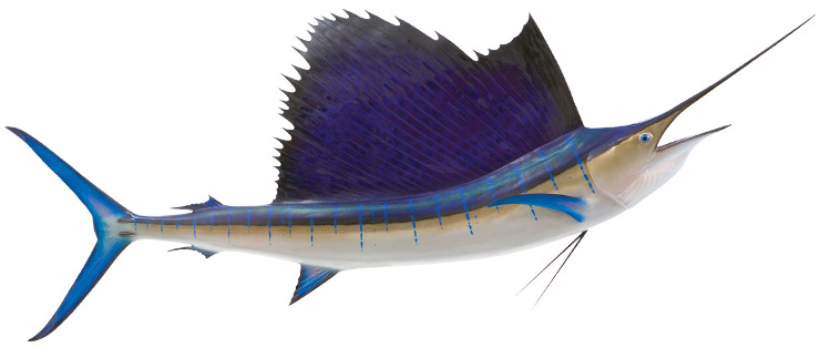 Pacific Sailfish Mount