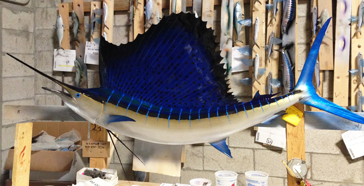 Pacific Sailfish mount