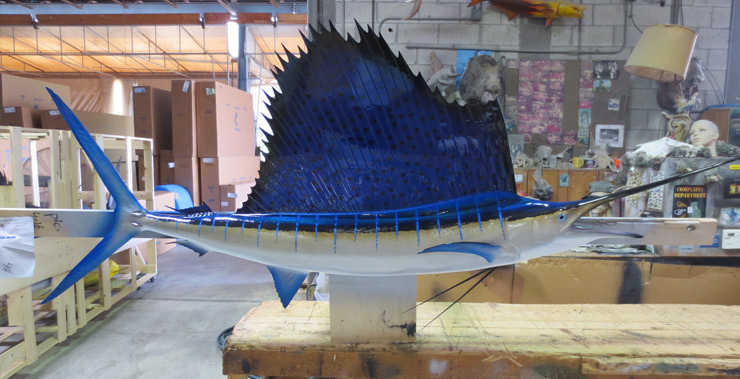 Pacific Sailfish photo