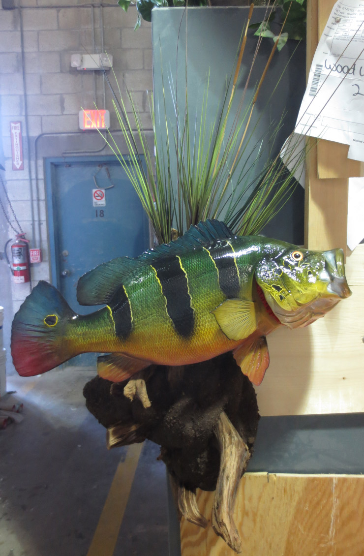 Peacock Bass fishmount custom base