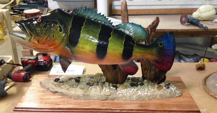 Peacock Bass Fish mount, mounted fish