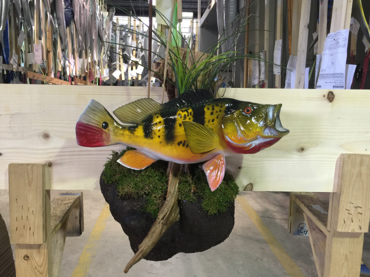 Peacock Bass fishmount