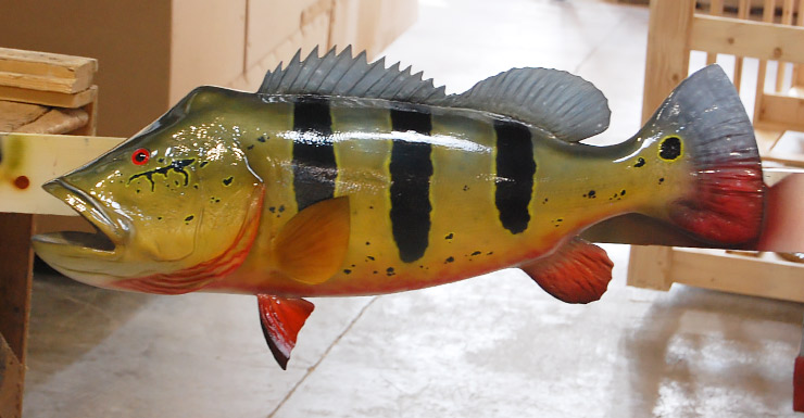 Peacock Bass fishmount 