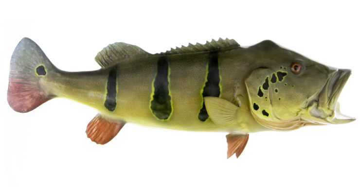 Peacock Bass fishmount