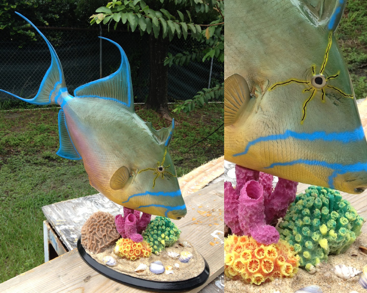 Custom base Queen Triggerfish mount