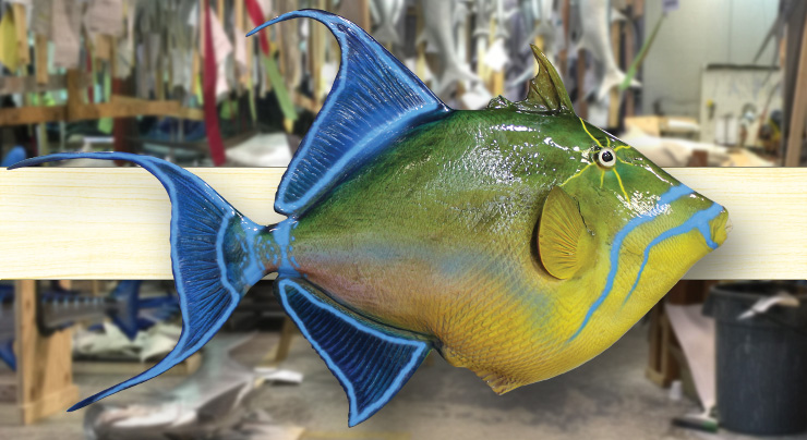 Queen Triggerfish mount