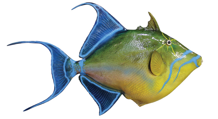 Queen Triggerfish mount