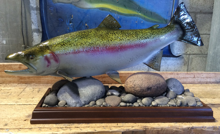 Rainbow Trout Fish mount, mounted fish