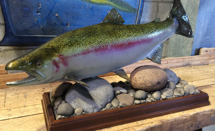 Rainbow Trout fishmount 