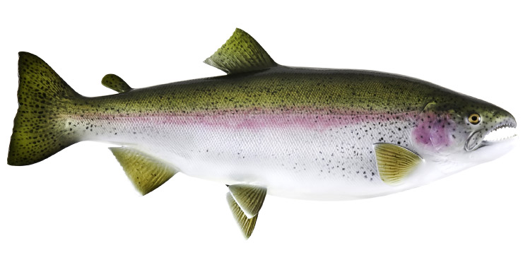 Rainbow trout fishmount