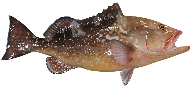 Red Grouper Fishmount