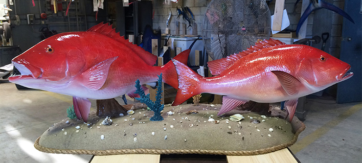 Custom Red Snapper mount 