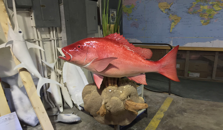 Red Snapper mount on custom base