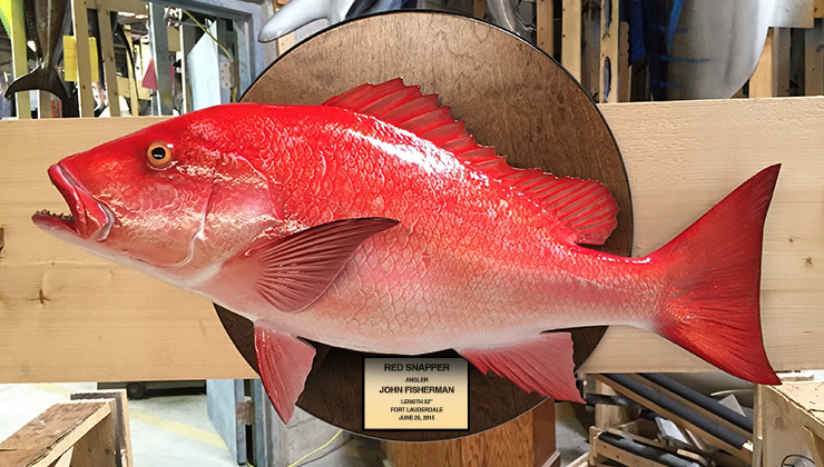 Snapper, Red – Fish Mounts