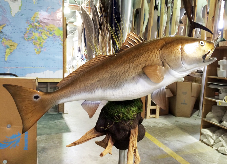 Redfish mount mudball