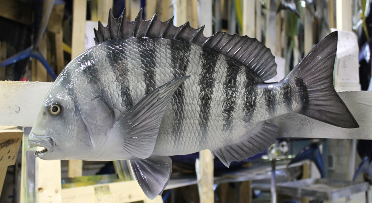 Custom Sheepshead mount