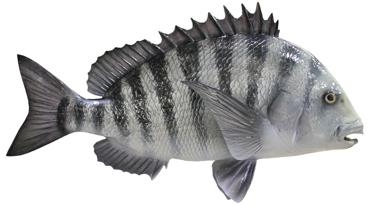 Sheepshead mount