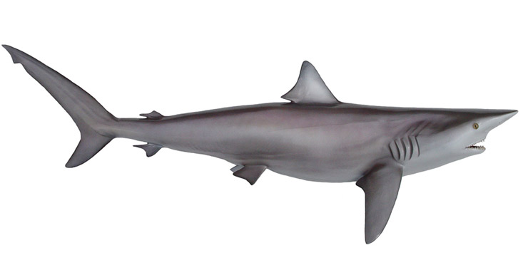 Silky Shark Mount