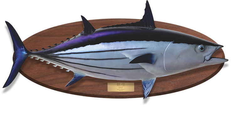 Bonito fish mount on wood plaque