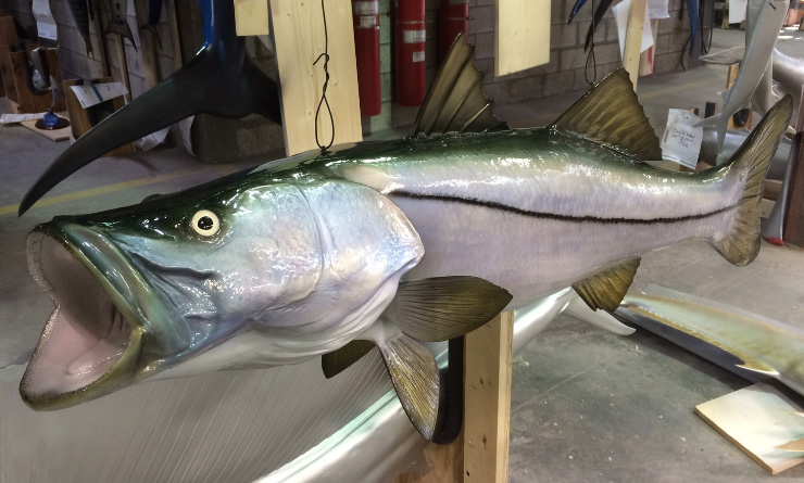 Custom Snook fish mount closeup