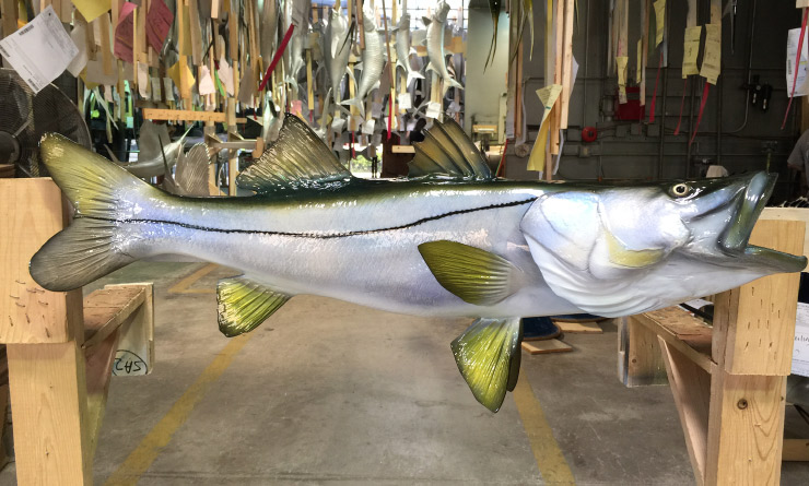 Custom Snook fish mount closeup